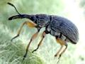 Rhopalapion longirostre